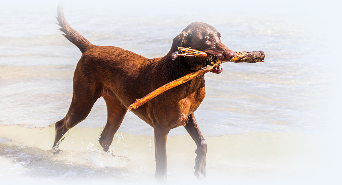 happy chocolate labrador dog in the beach