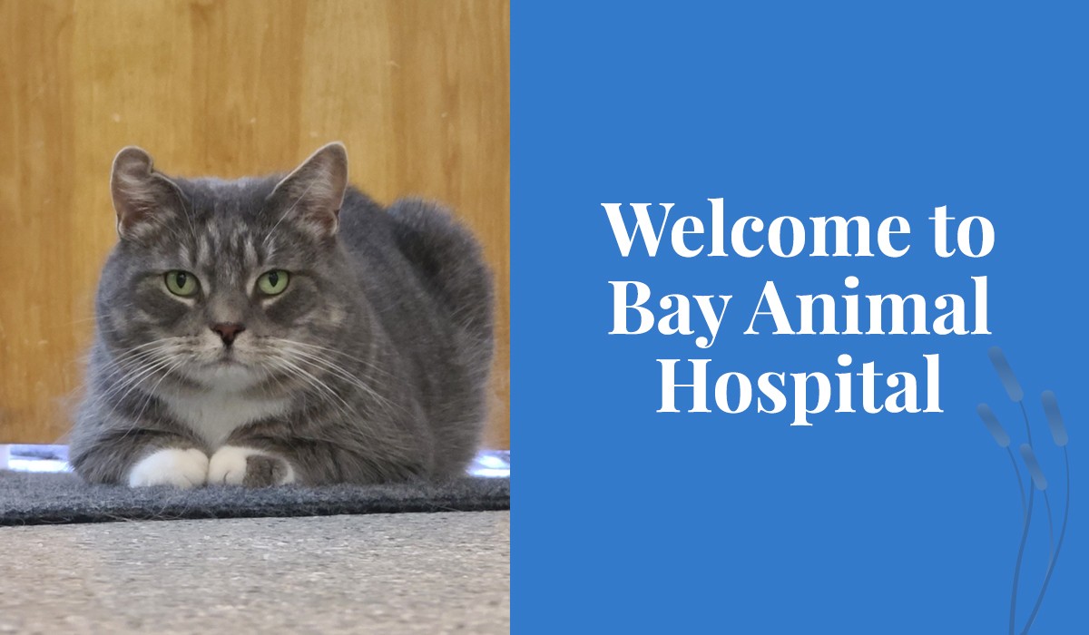 welcome-to-bay-animal-hospital