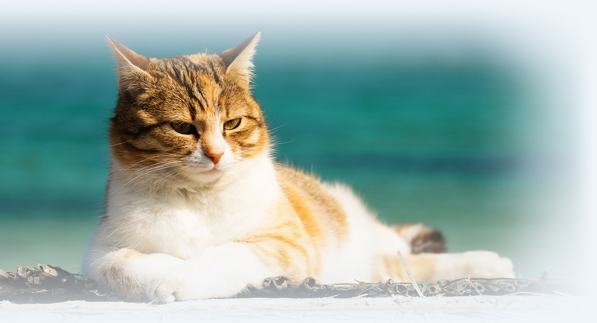 adorable cat resting at the beach