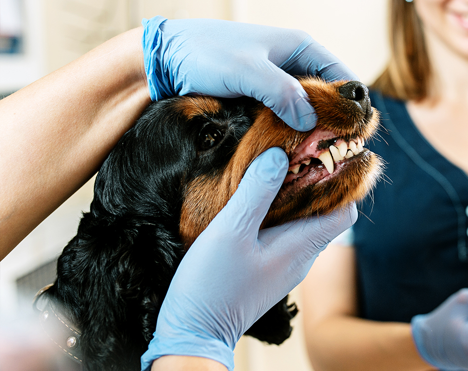 medicine pet care people concept dog veterinarian doctor vet clinic