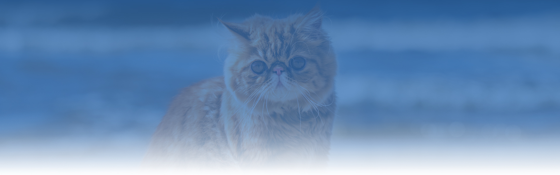 adorable red persian cat at the beach