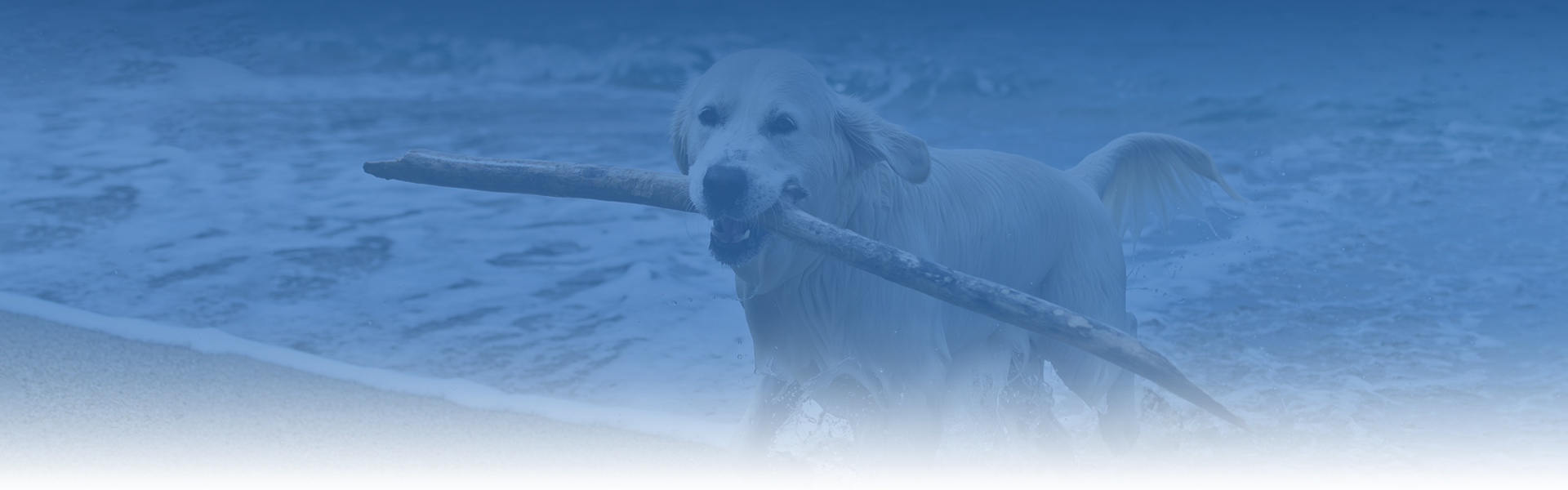 happy golden retriever dog with a stick at the beach