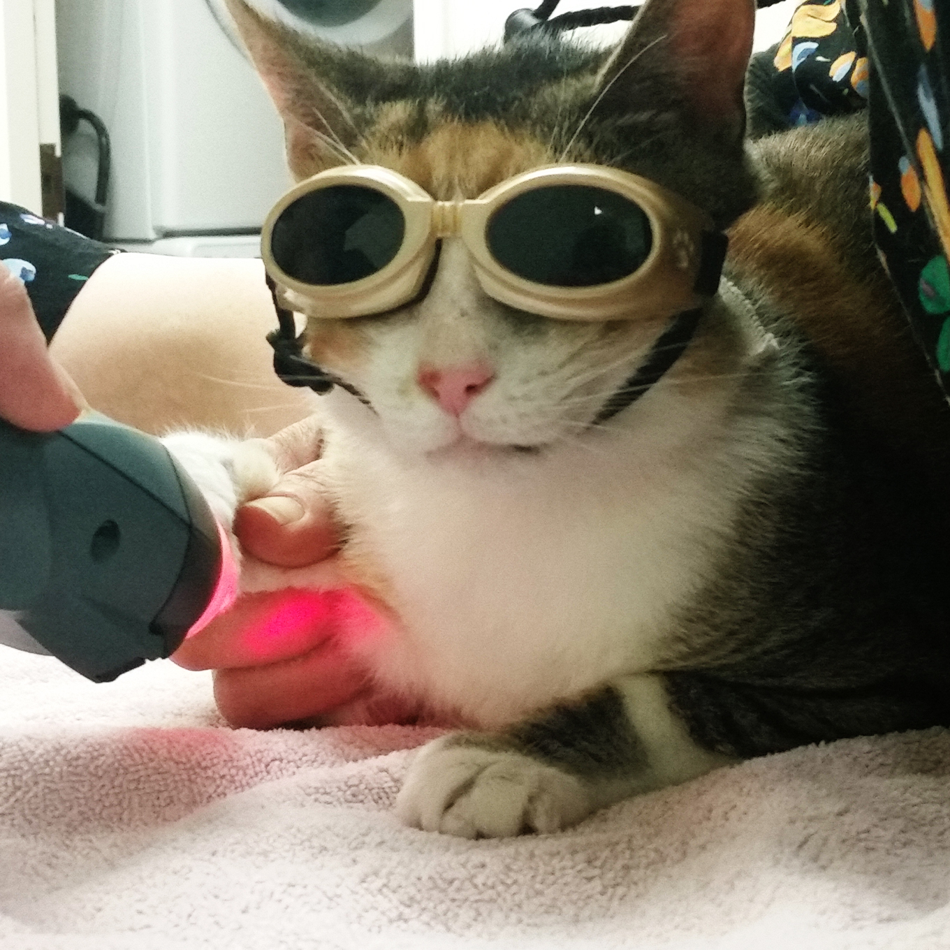 cat in laser therapy
