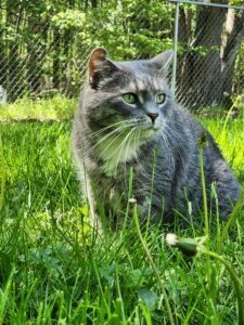 Lilith the cat image