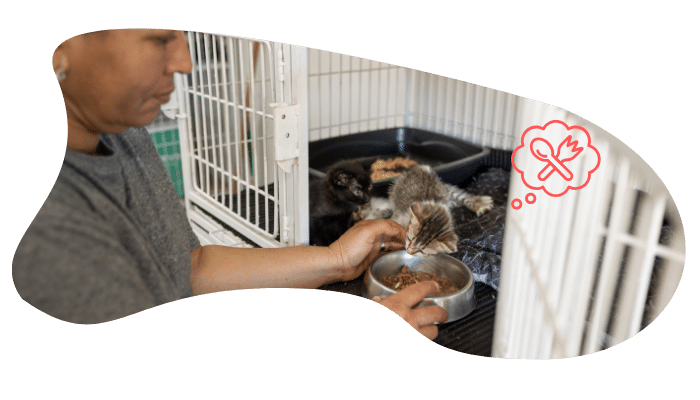 Shelter pet receiving care with Bay Animal Hospital after adoption in Townsend, DE