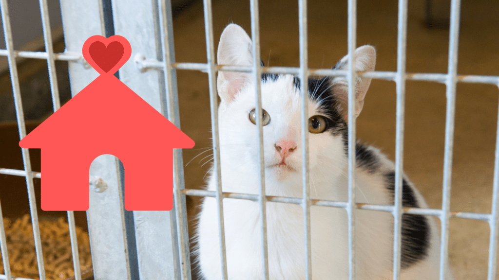Adopting a shelter cat with support from Bay Animal Hospital in Townsend, DE
