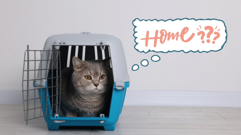 Cat sitting in a carrier while preparing to come home with a new pet owner in Townsend, DE